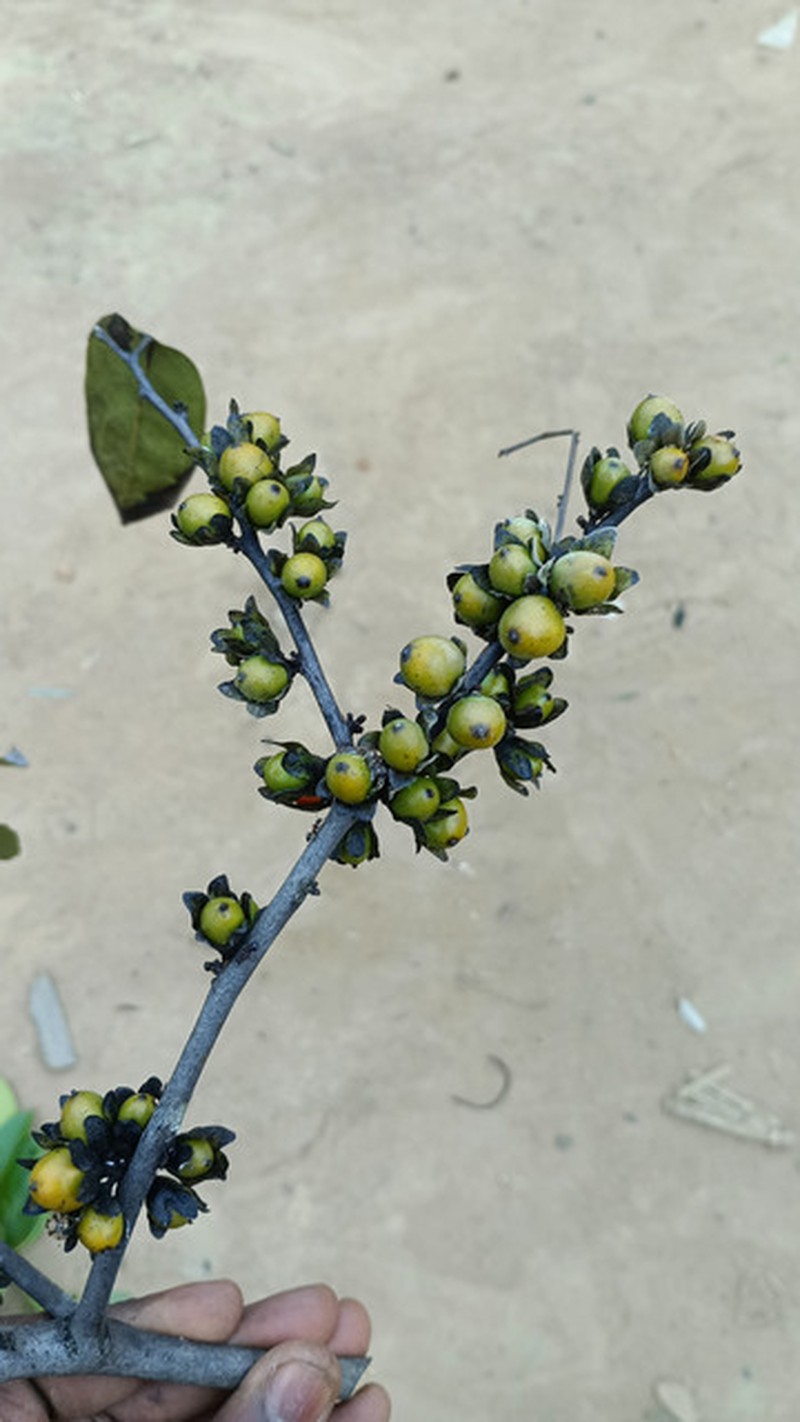Diospyros gilletii