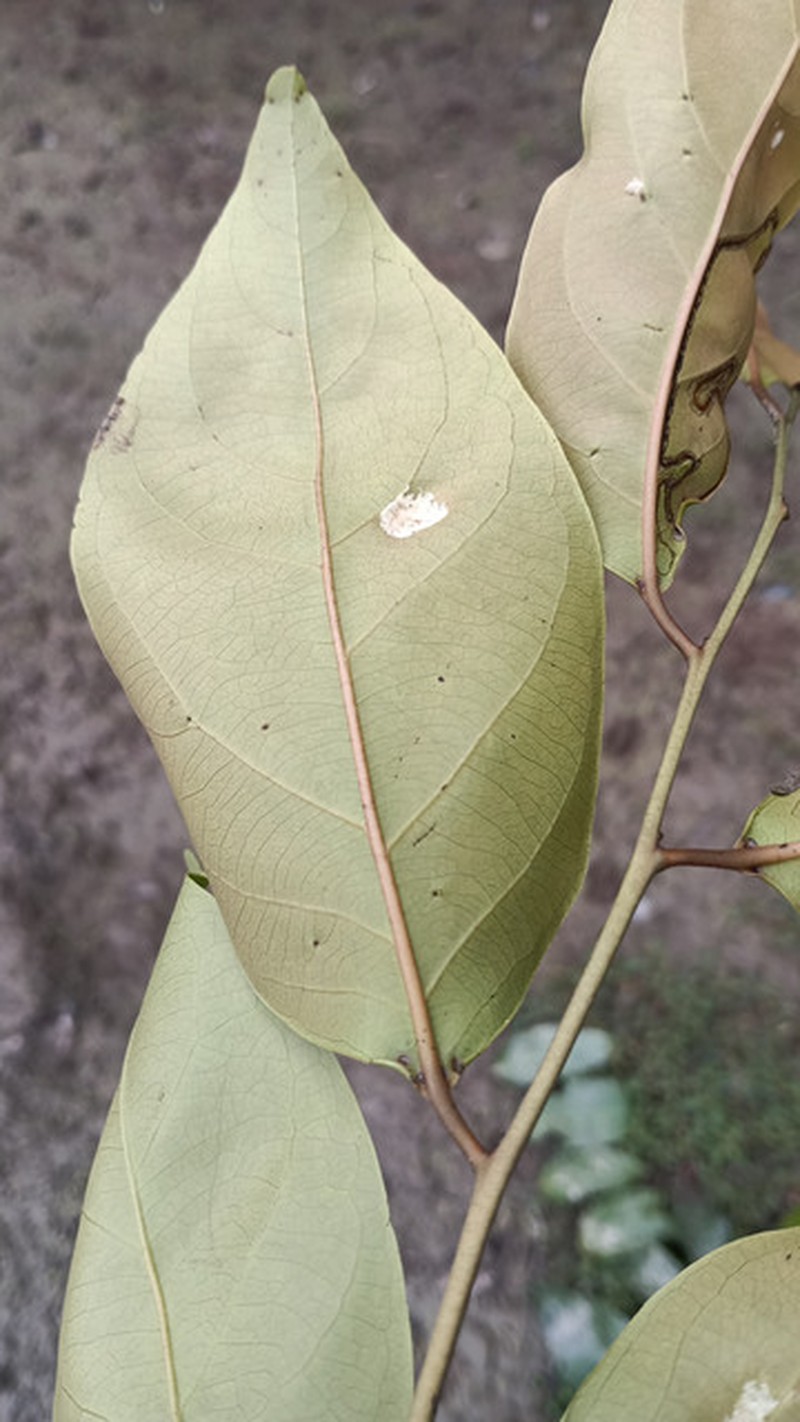 Diospyros gilletii photo 2