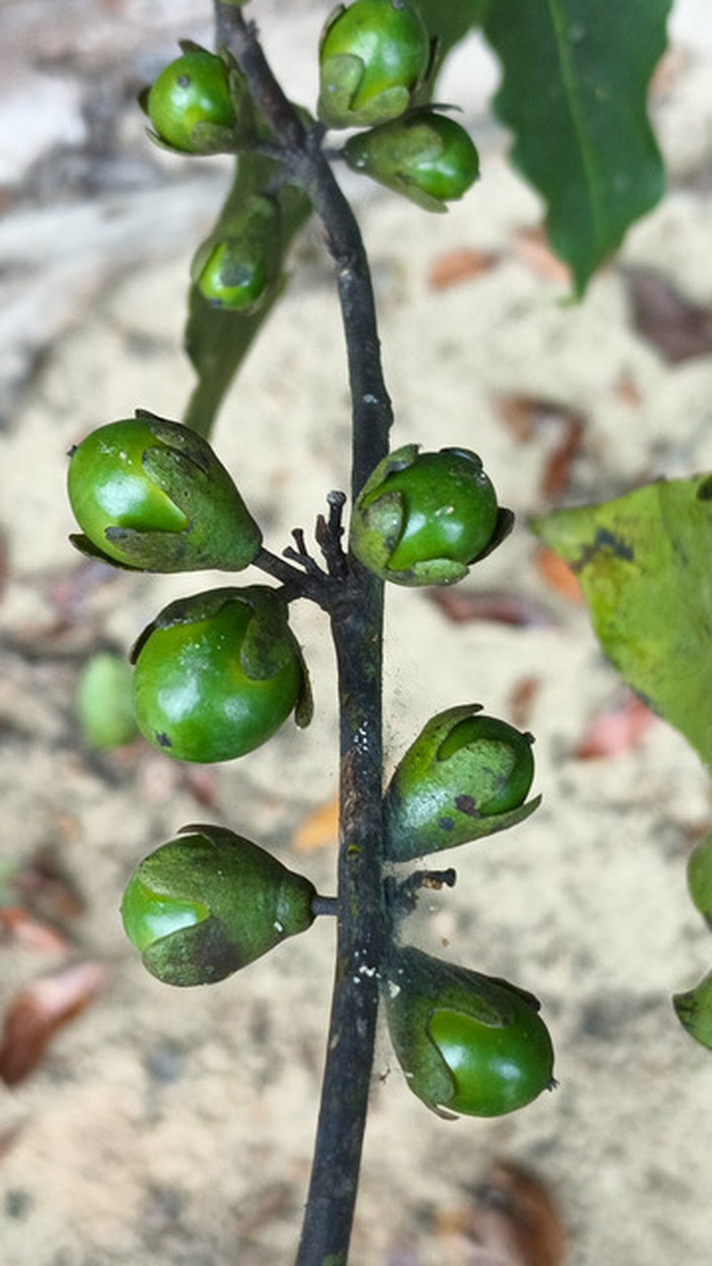 Diospyros gilletii photo 3