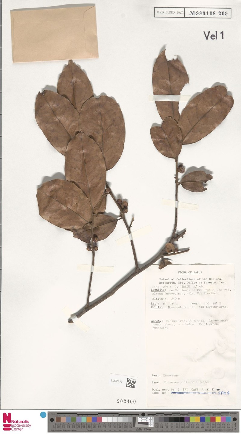 Diospyros gillisonii