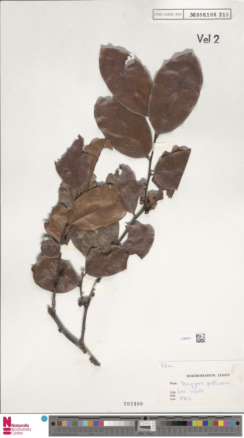Diospyros gillisonii photo 2