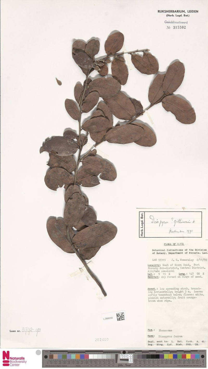 Diospyros gillisonii photo 3
