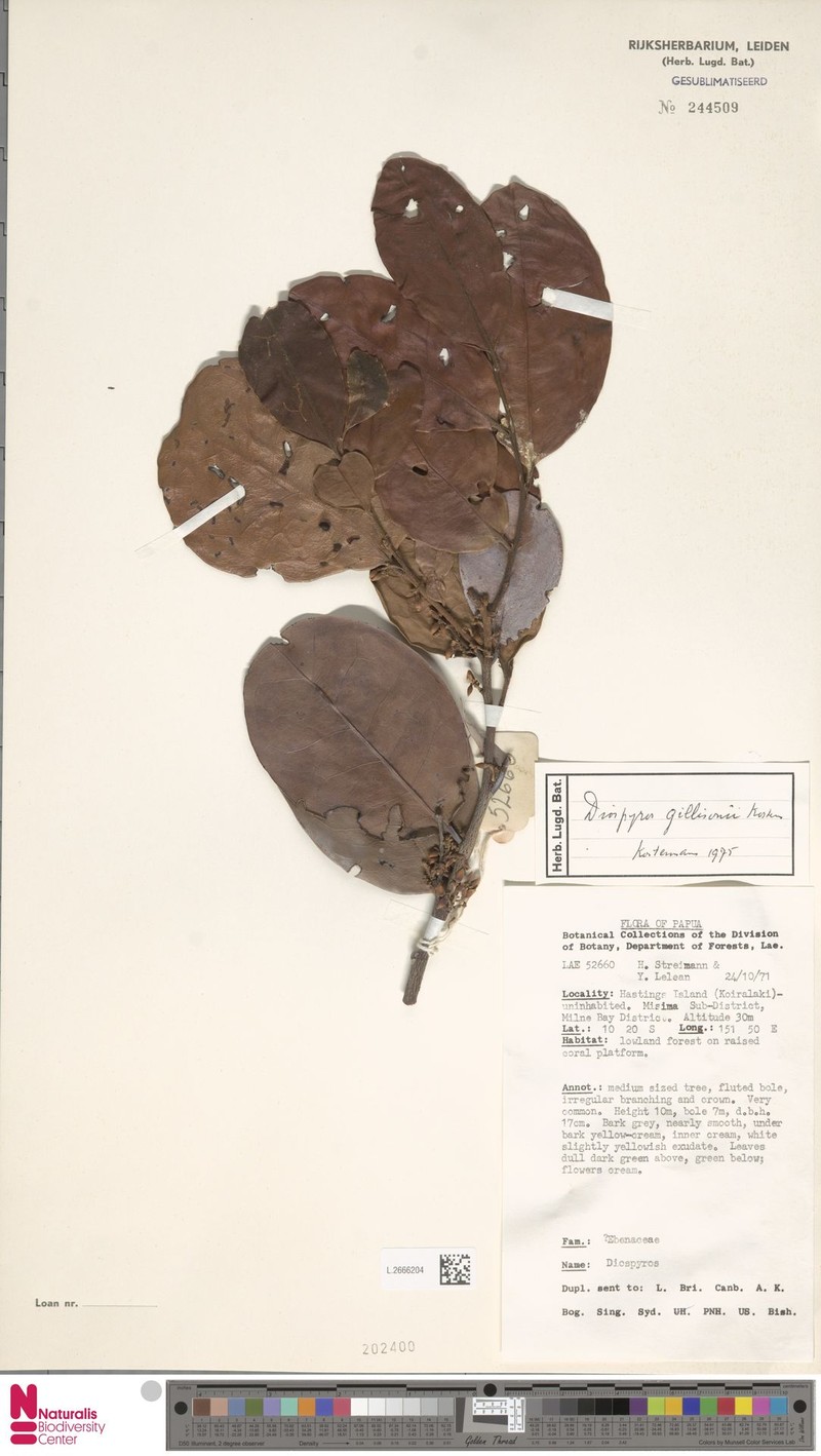 Diospyros gillisonii photo 4