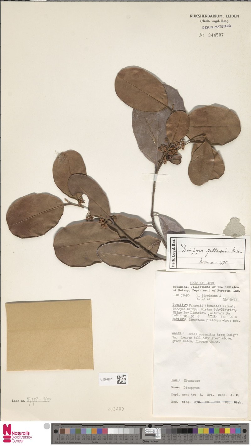 Diospyros gillisonii photo 5