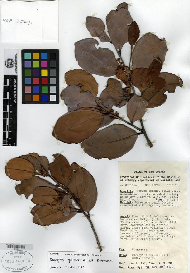 Diospyros gillisonii photo 6