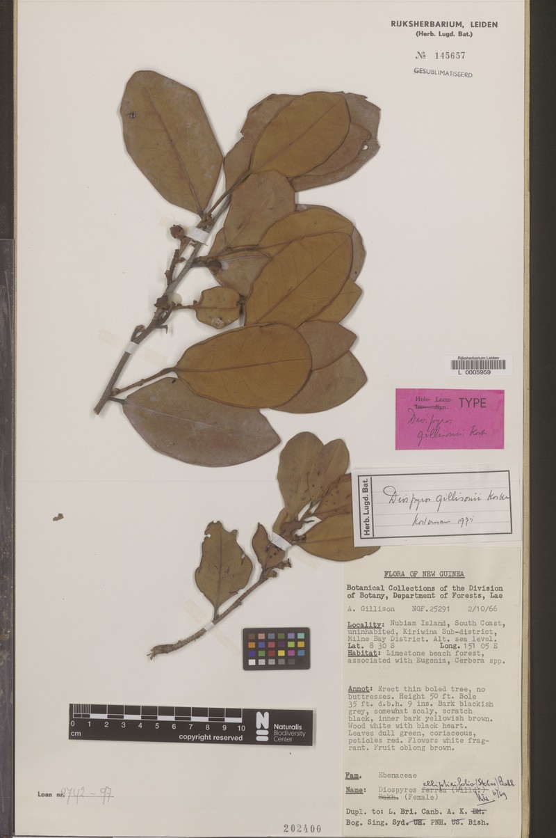 Diospyros gillisonii photo 7