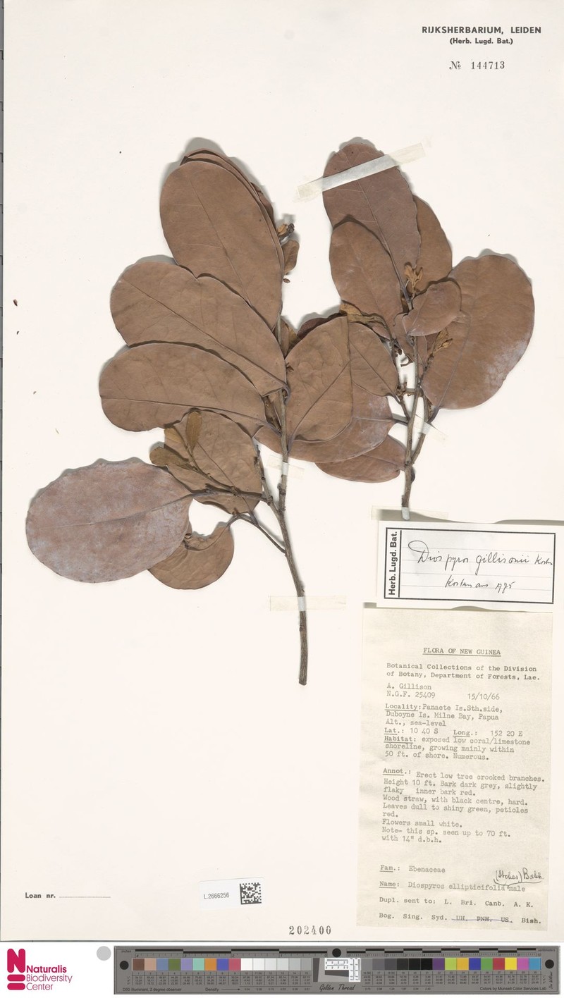 Diospyros gillisonii photo 8