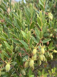Diospyros glabra