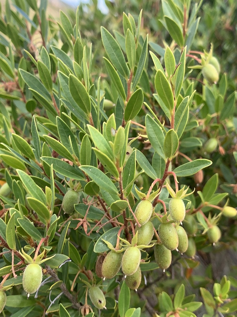 Diospyros glabra
