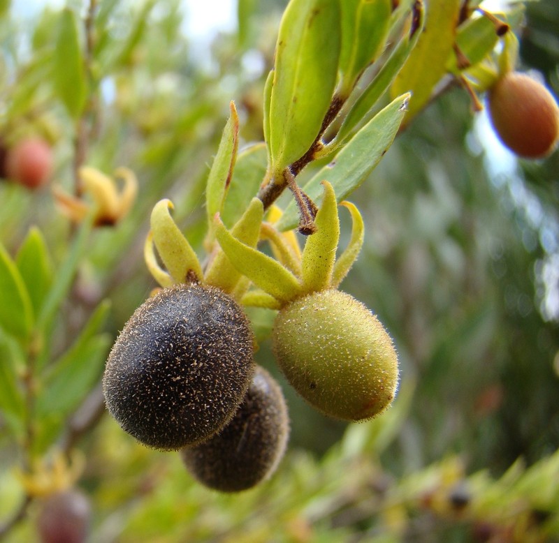 Diospyros glabra photo 2