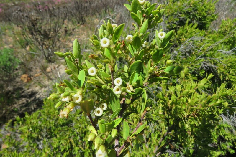 Diospyros glabra photo 3