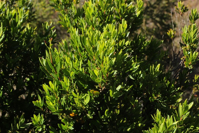 Diospyros glabra photo 4
