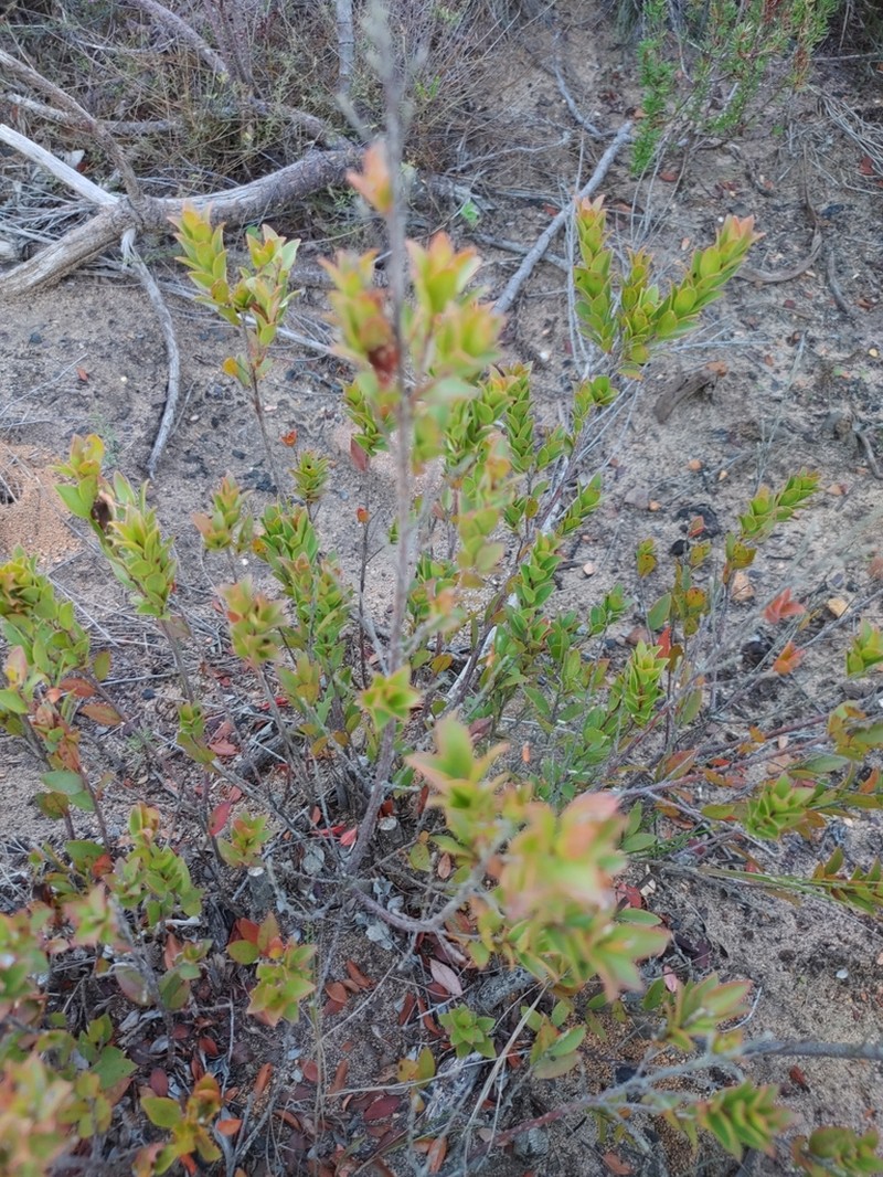 Diospyros glabra photo 5