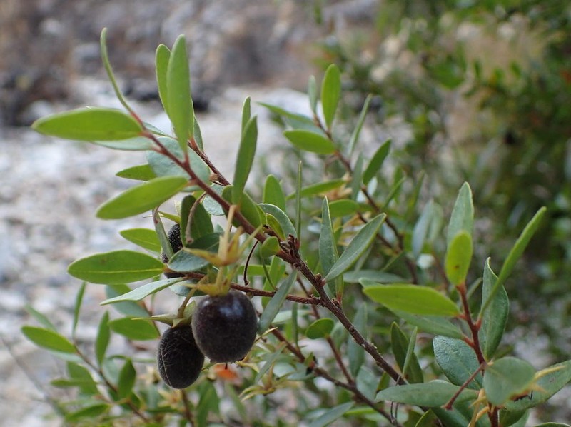 Diospyros glabra photo 6