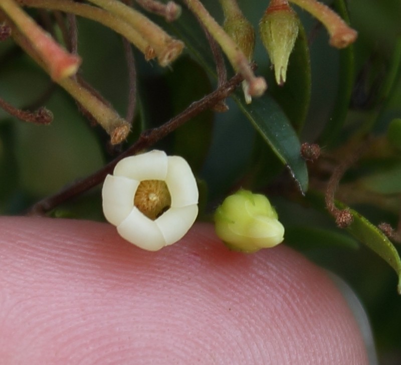 Diospyros glabra photo 7