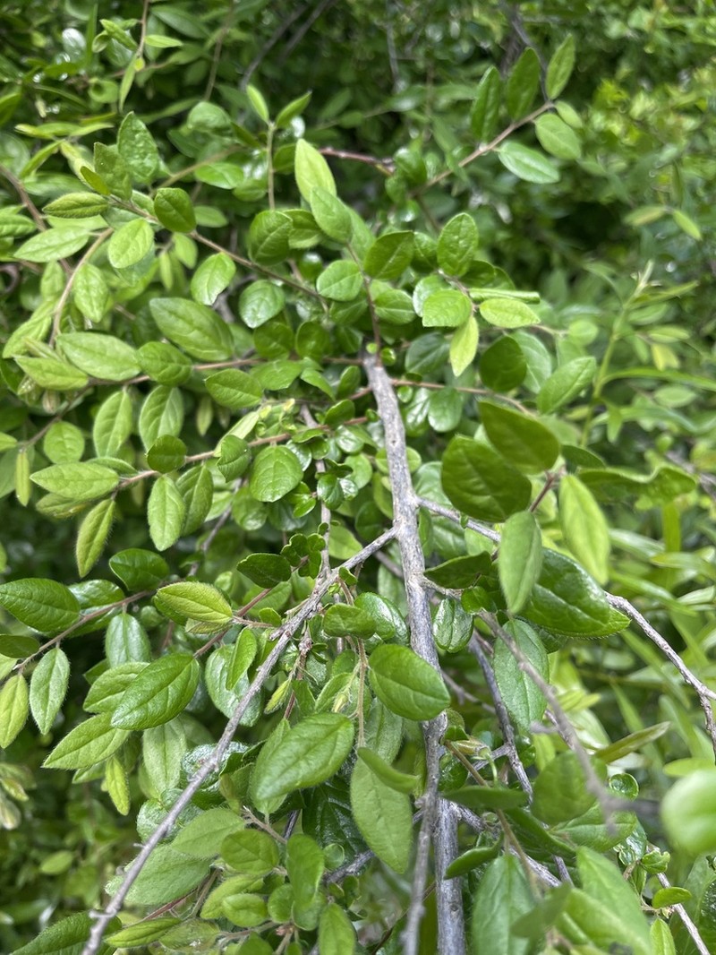 Diospyros glandulifera