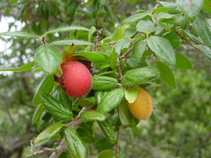 Diospyros glandulifera photo 2