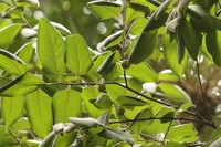 Diospyros glandulosa
