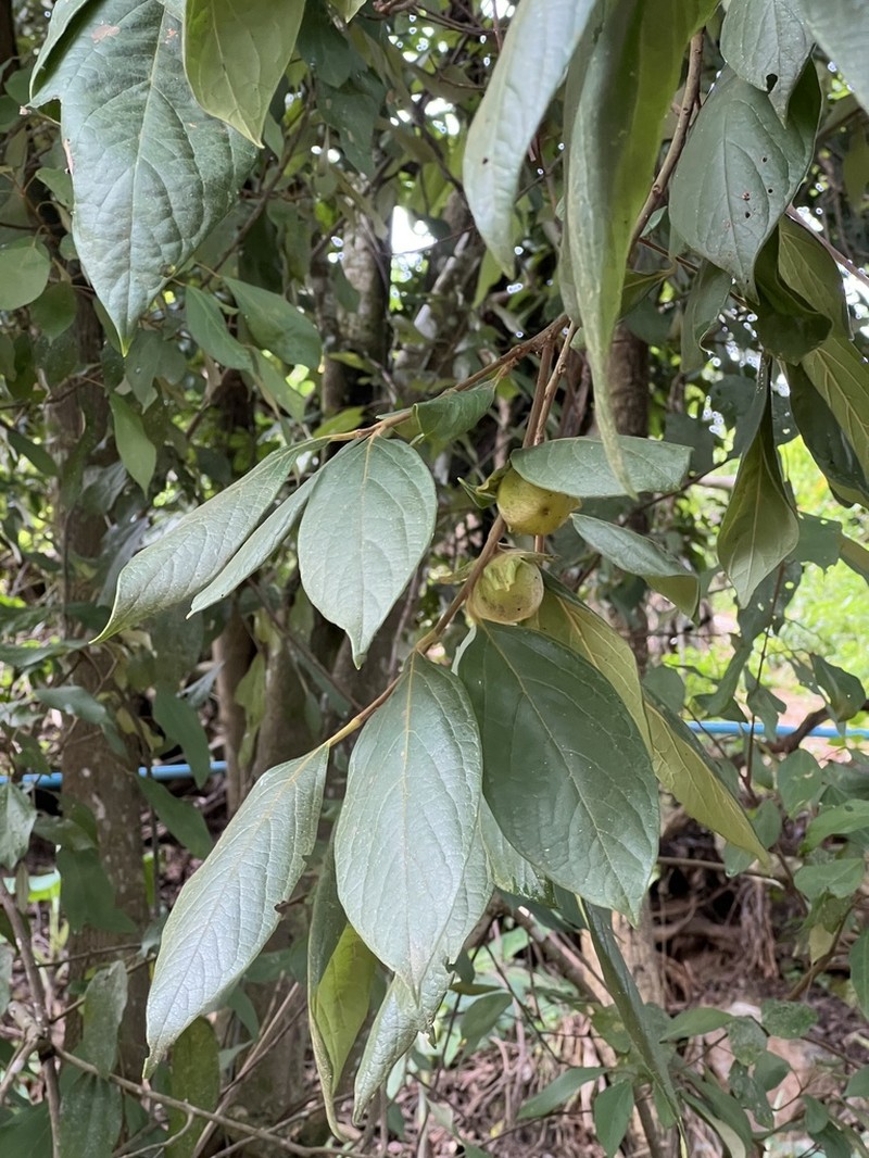 Diospyros glandulosa photo 2