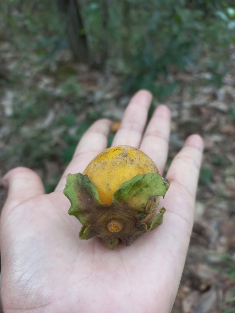 Diospyros glandulosa photo 3