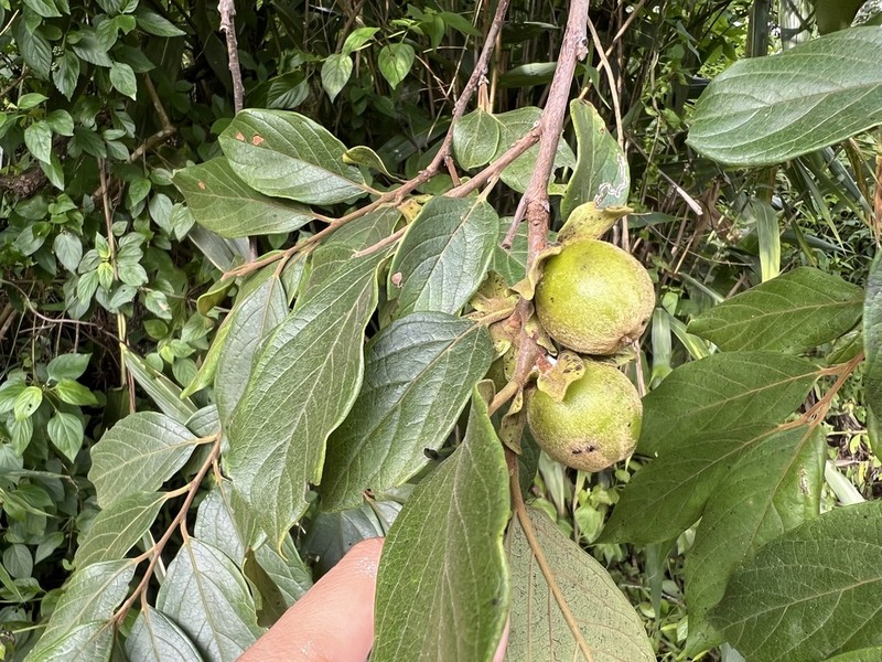 Diospyros glandulosa photo 4