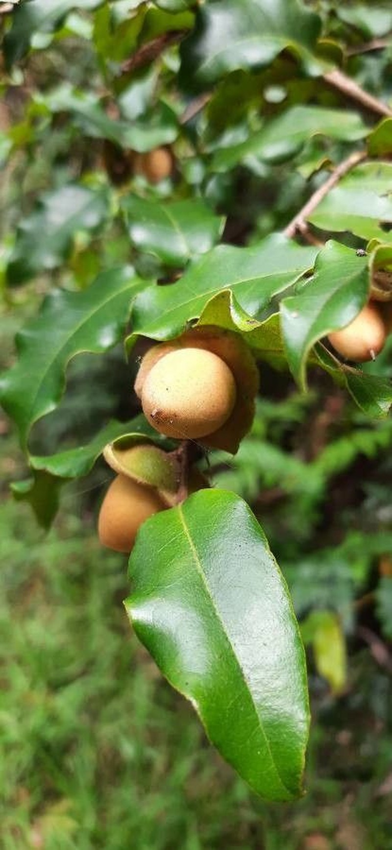 Diospyros glans