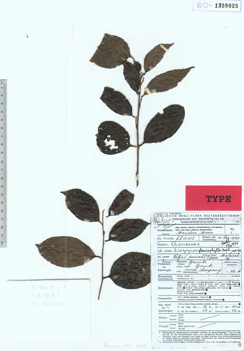 Diospyros glaucophylla