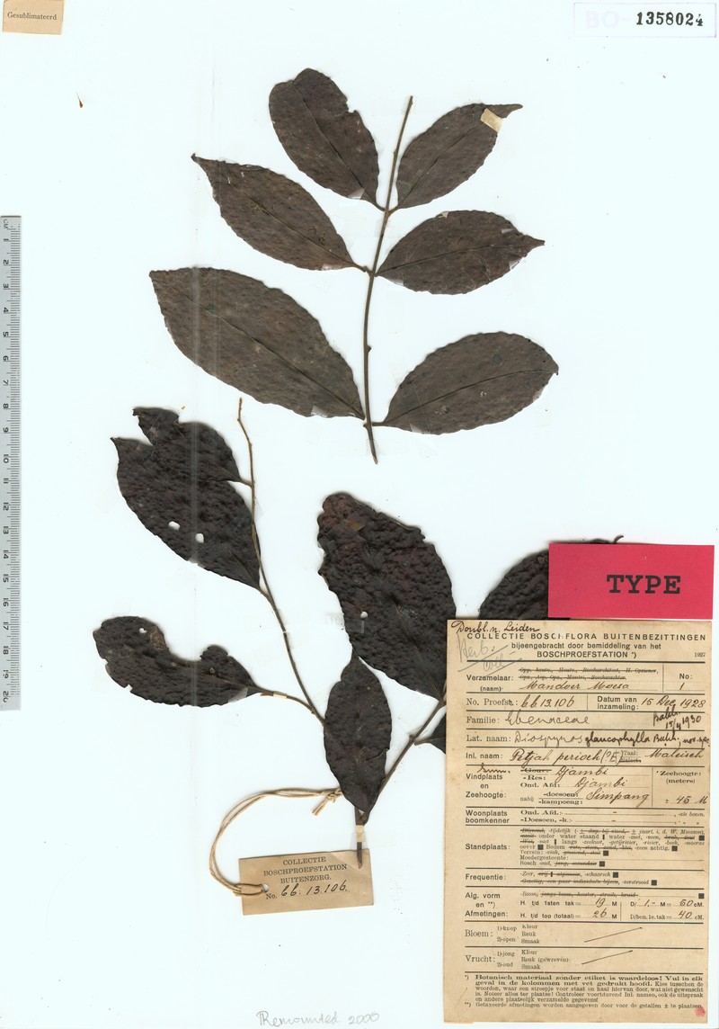 Diospyros glaucophylla photo 2