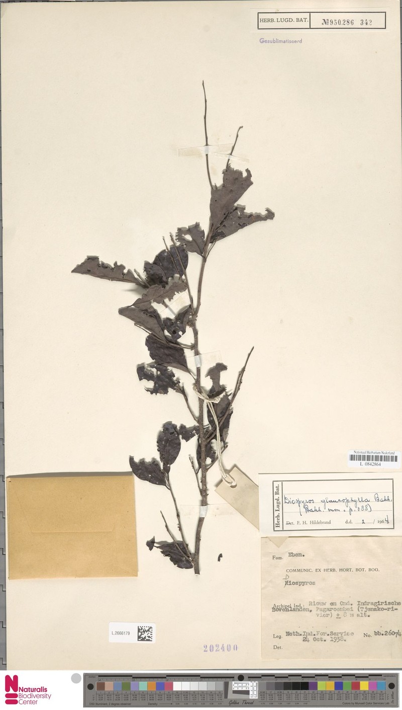 Diospyros glaucophylla photo 3