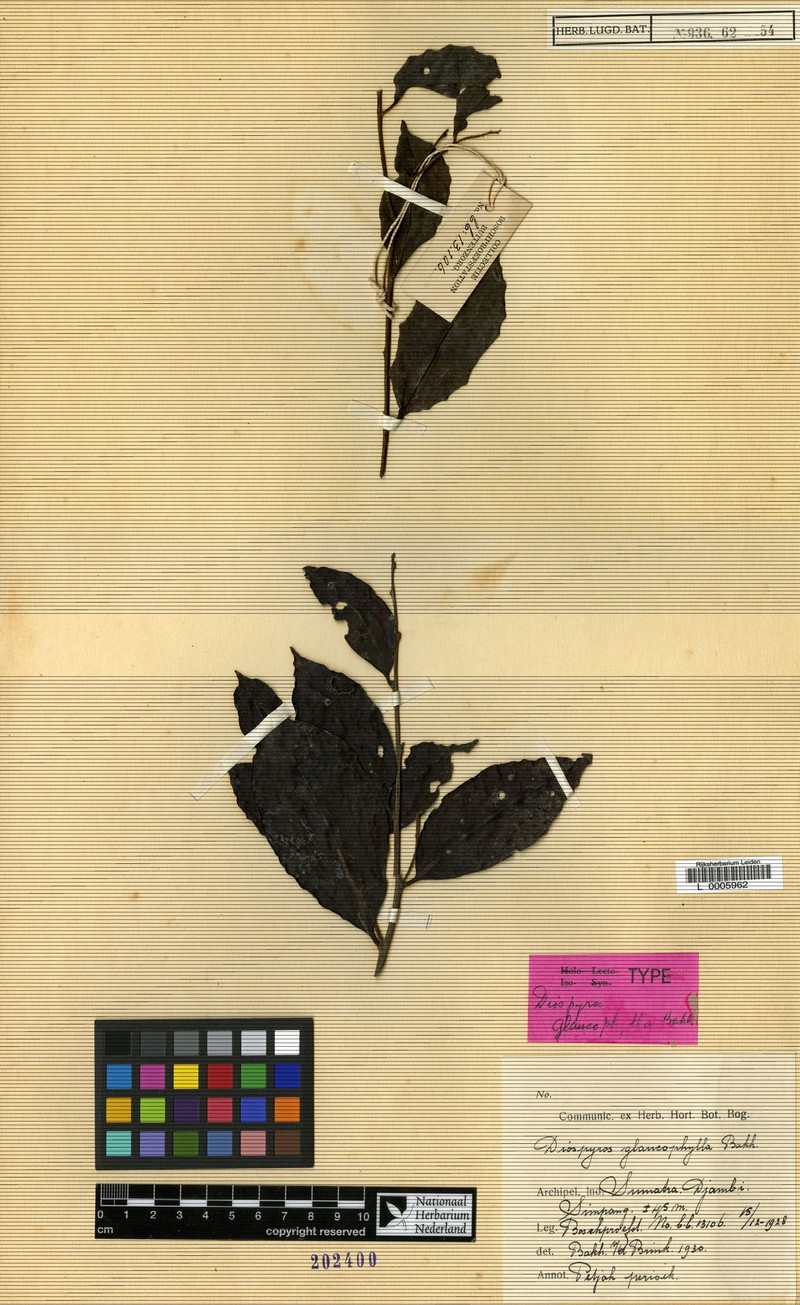 Diospyros glaucophylla photo 4