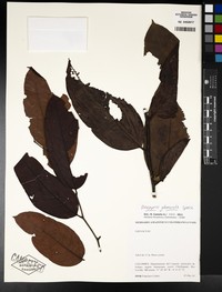 Diospyros glomerata