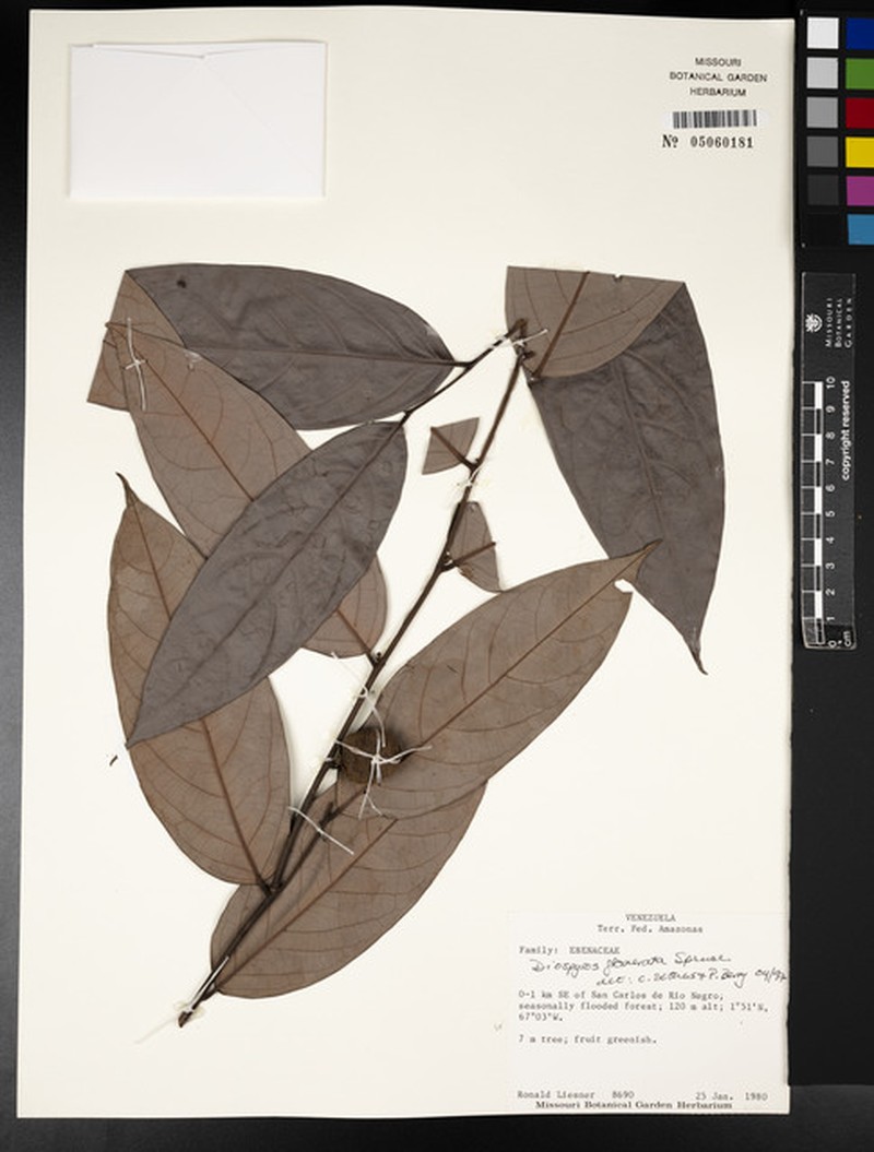 Diospyros glomerata photo 2