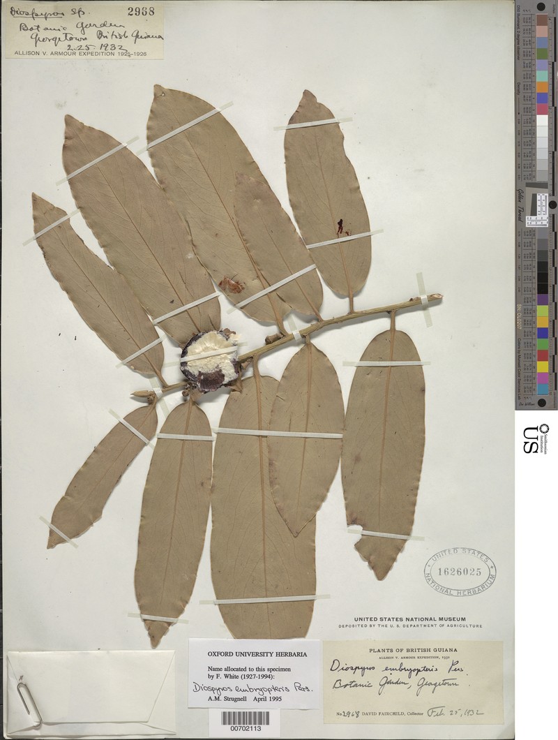 Diospyros glomerata photo 3