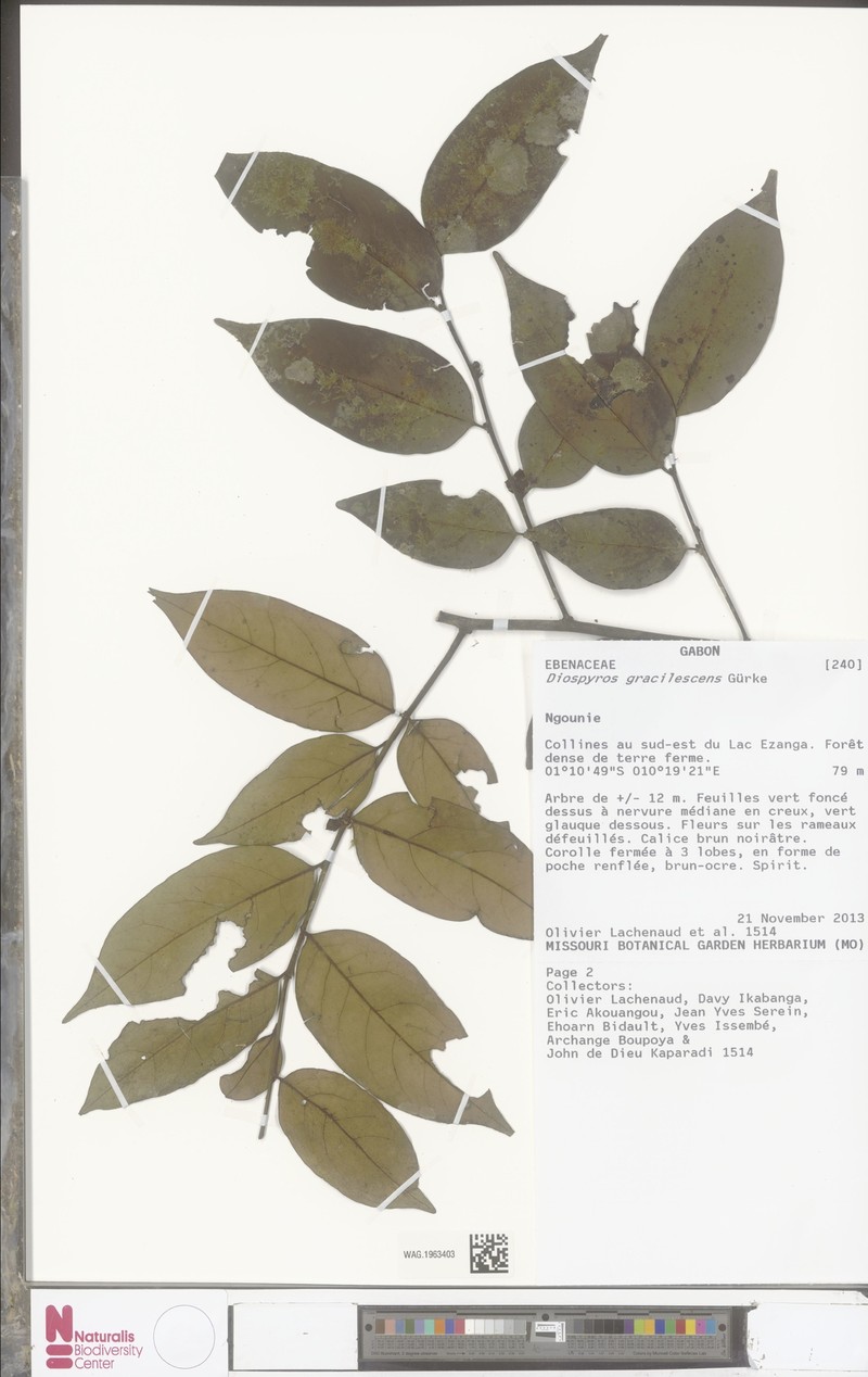 Diospyros gracilescens photo 2