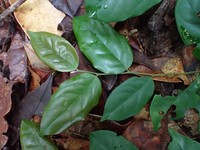 Diospyros gracilescens