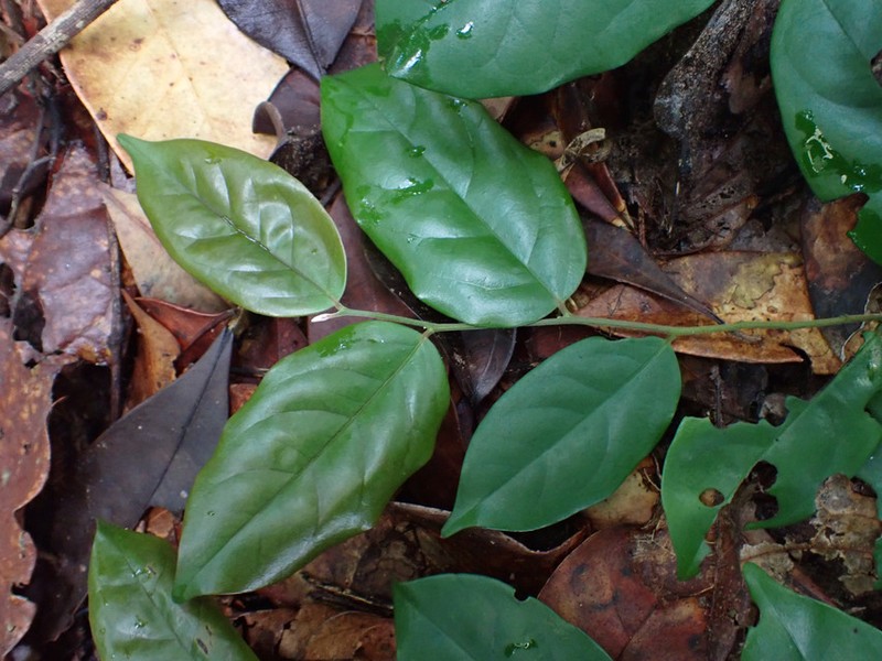 Diospyros gracilescens