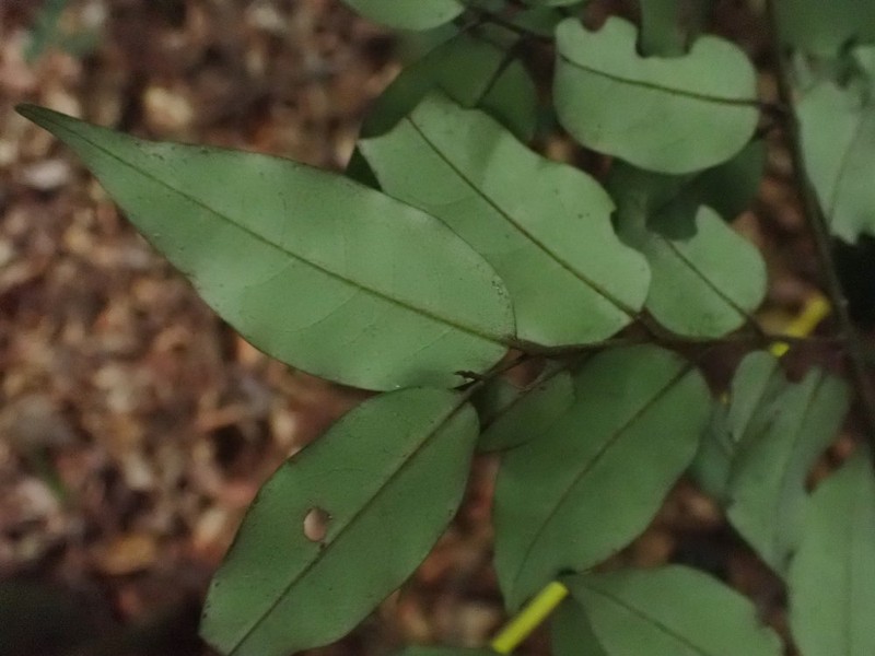 Diospyros gracilescens photo 3