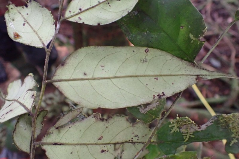 Diospyros gracilescens photo 4
