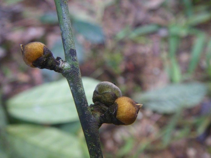 Diospyros gracilescens photo 5
