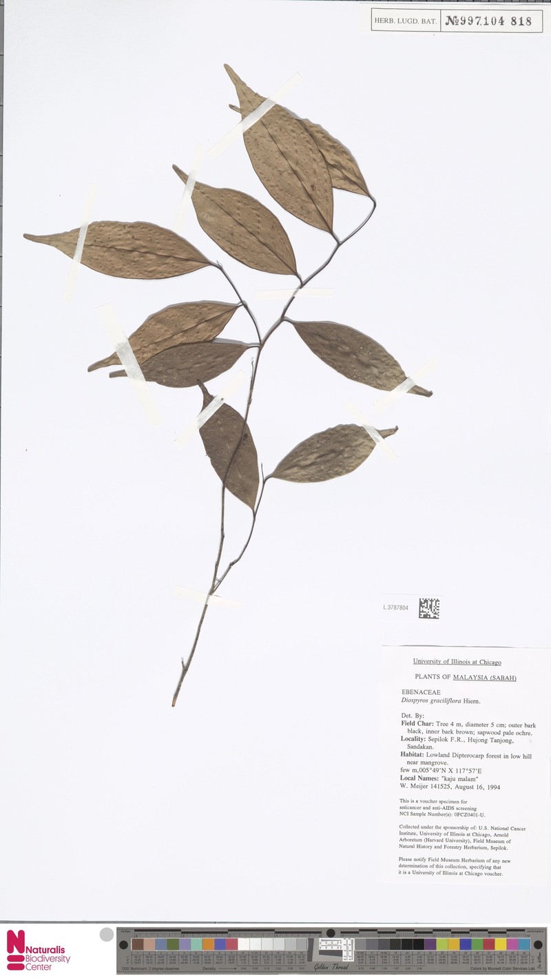 Diospyros graciliflora