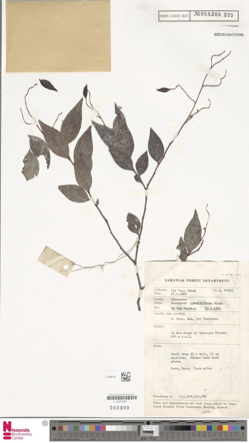 Diospyros graciliflora photo 2