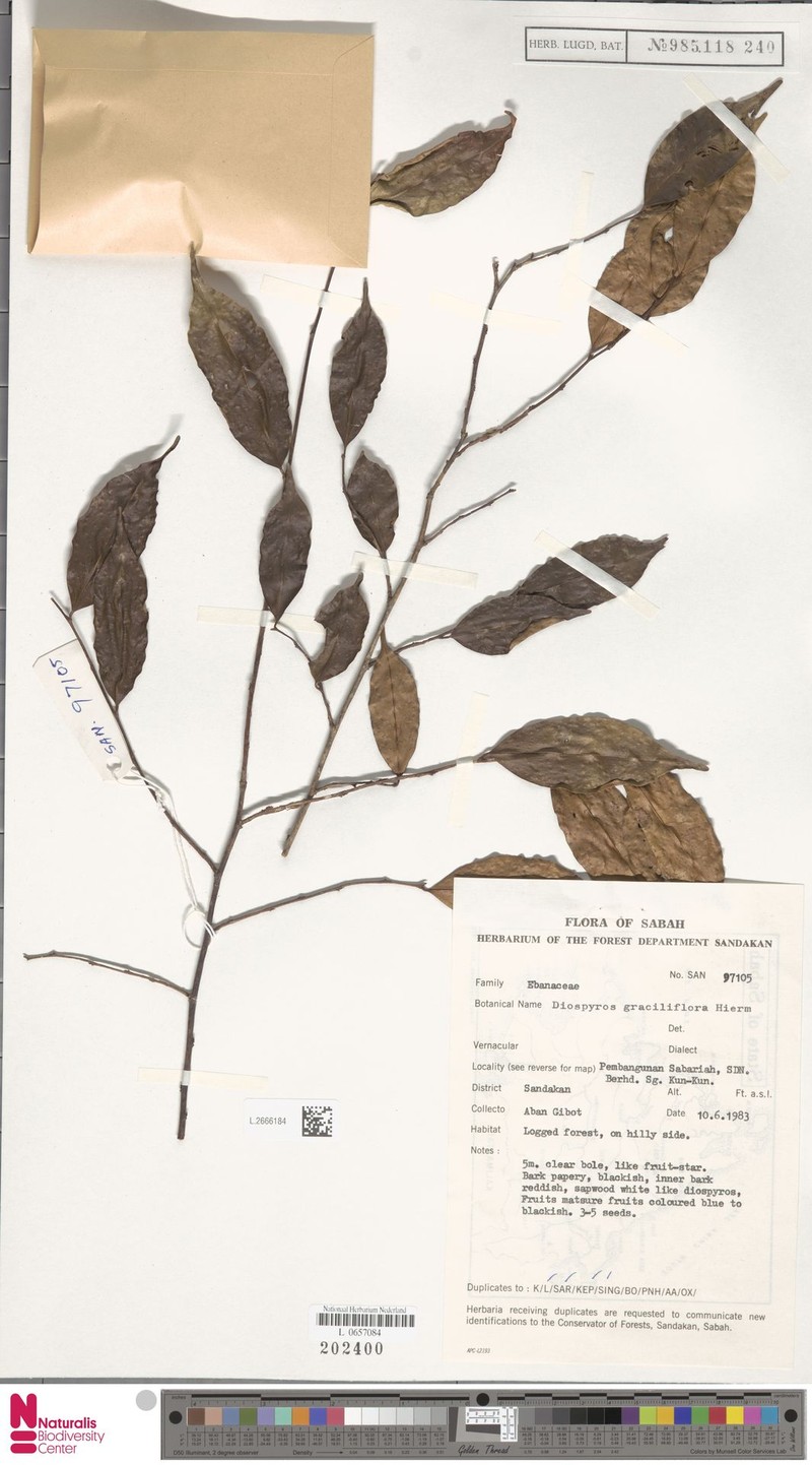 Diospyros graciliflora photo 3