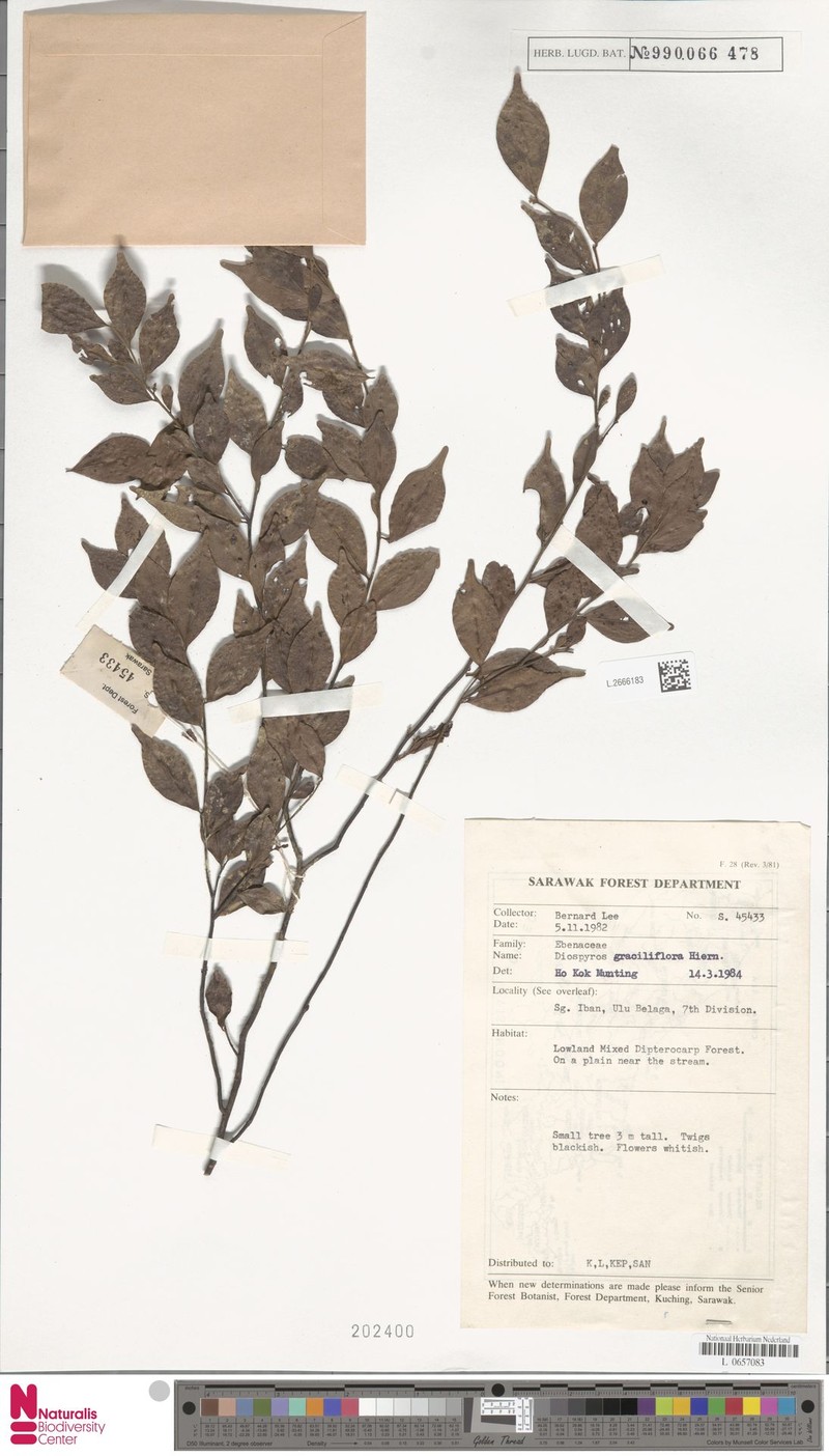 Diospyros graciliflora photo 4