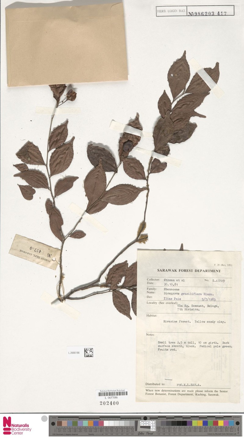 Diospyros graciliflora photo 5