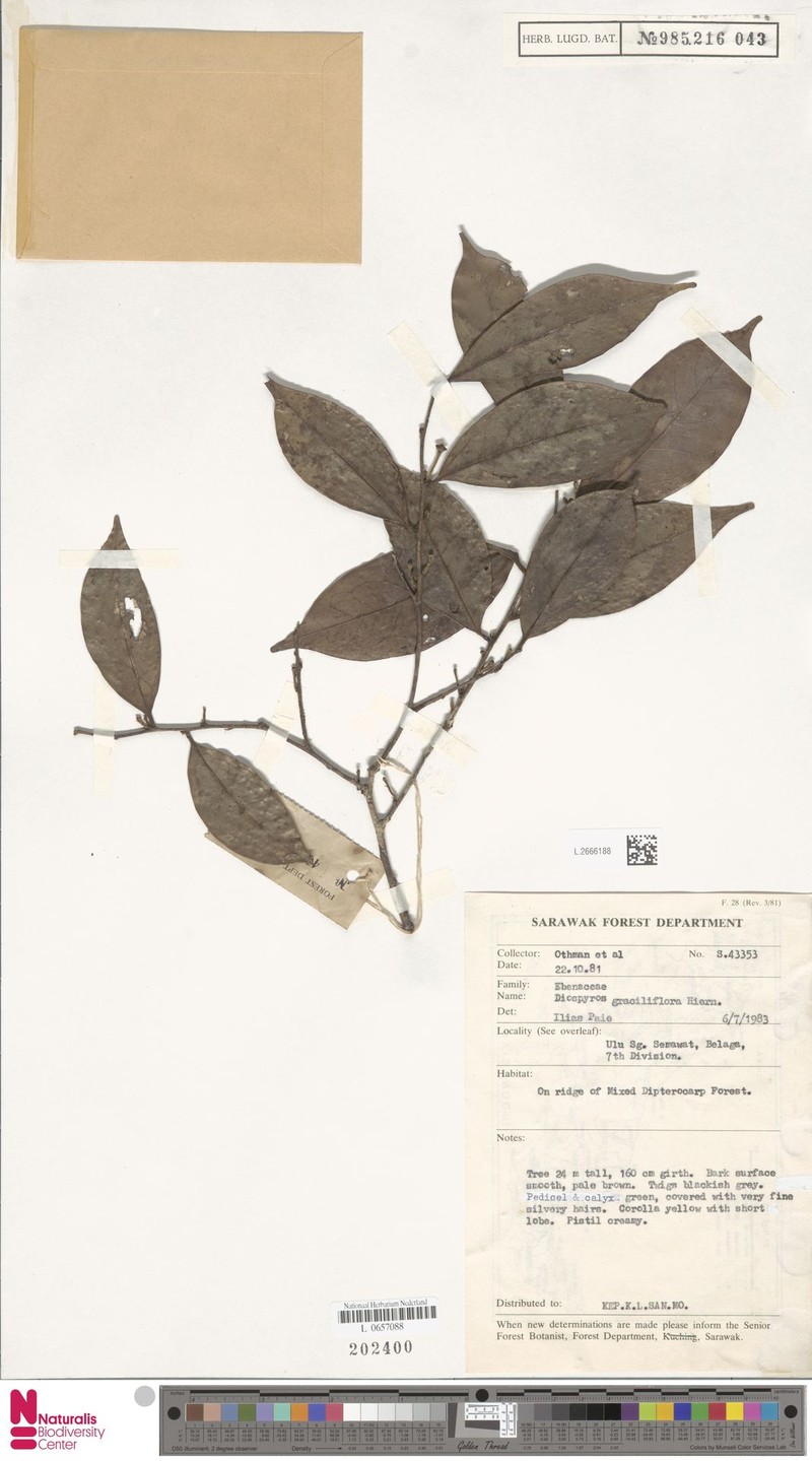 Diospyros graciliflora photo 6