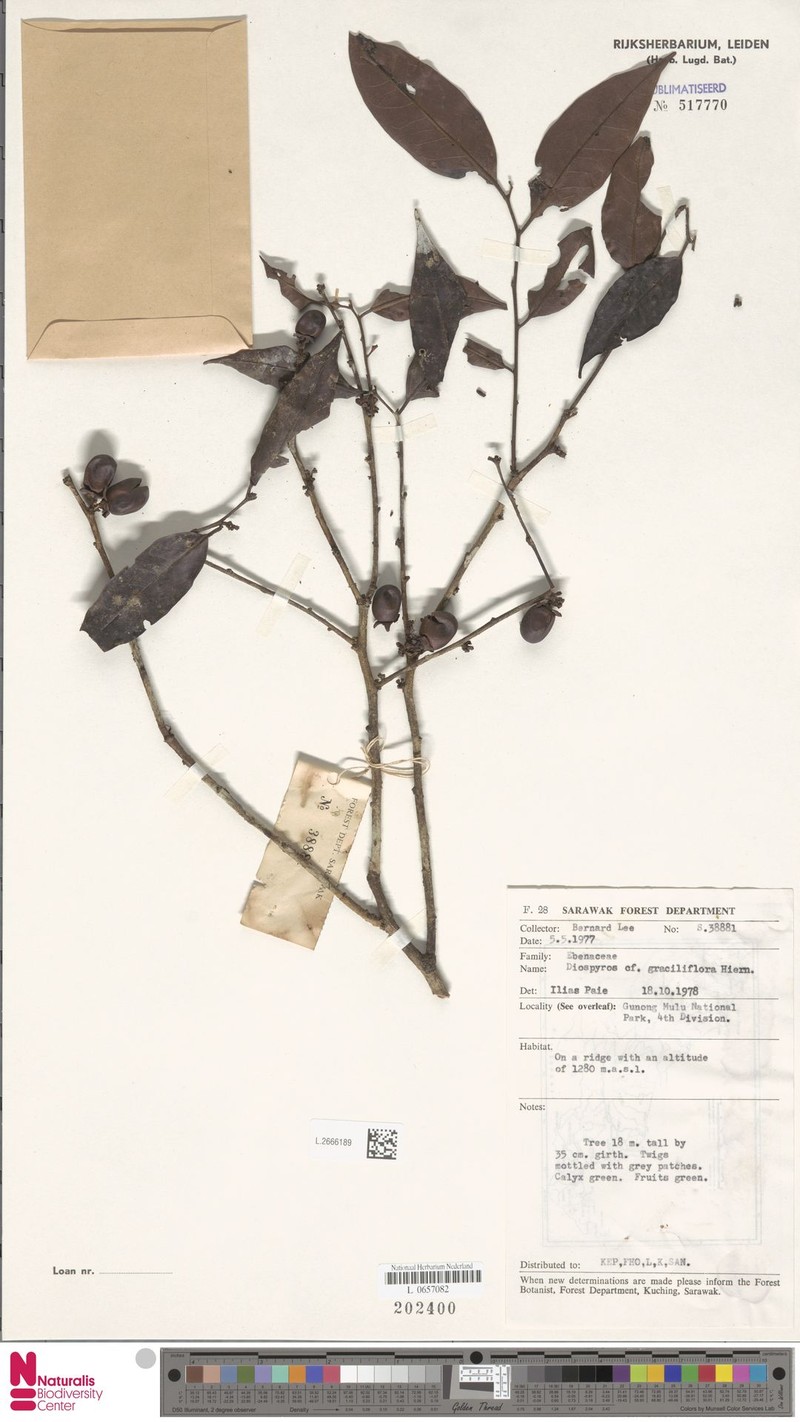 Diospyros graciliflora photo 7