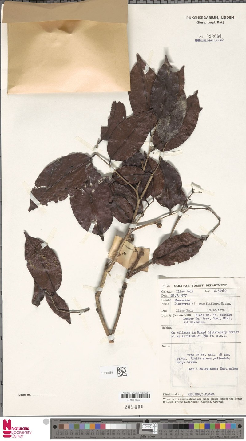 Diospyros graciliflora photo 8