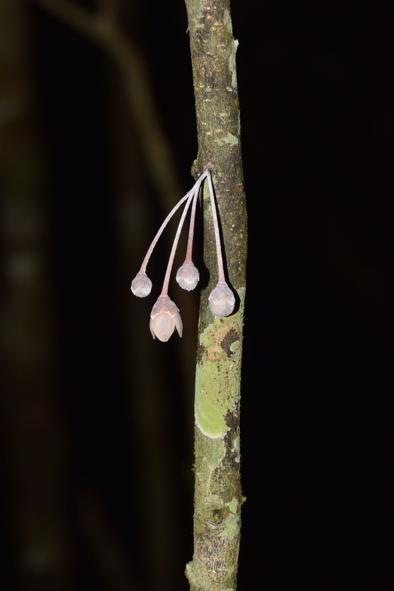 Diospyros gracilipes