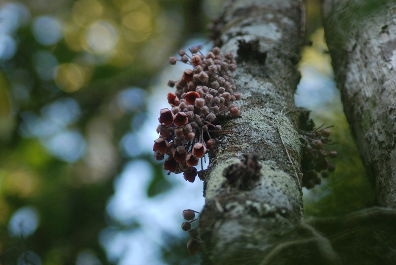 Diospyros gracilipes photo 2