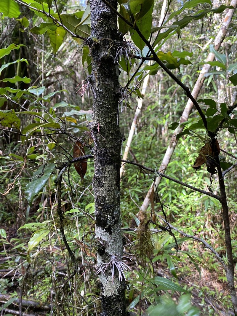 Diospyros gracilipes photo 3